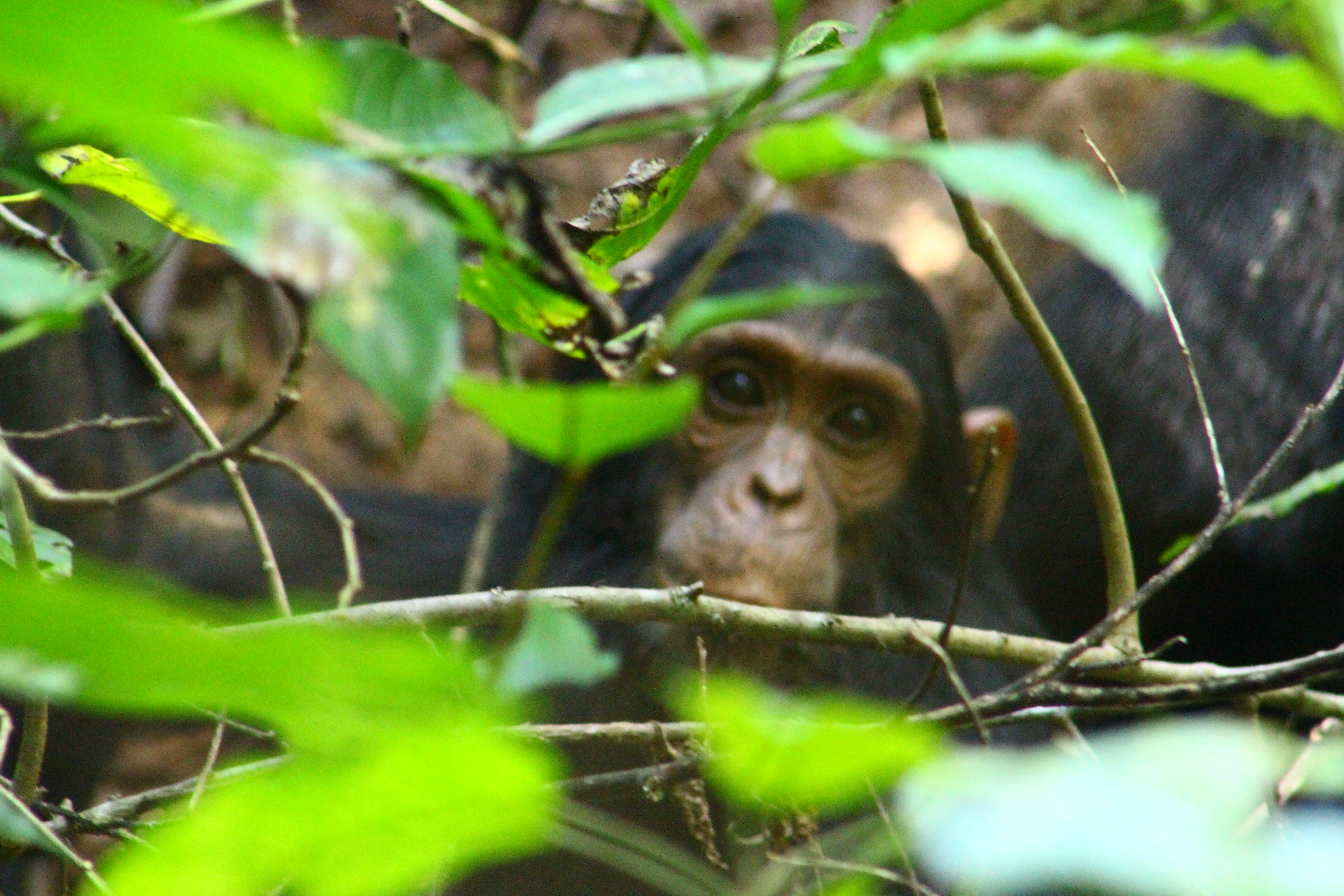 1 Day Gombe National Park Tour Price from Kigoma Region