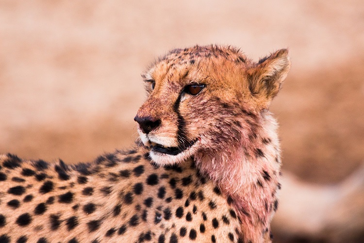 1 Day Luxury Fly-in Safari to Nyerere National Park (Selous Game Reserve)2026-20277