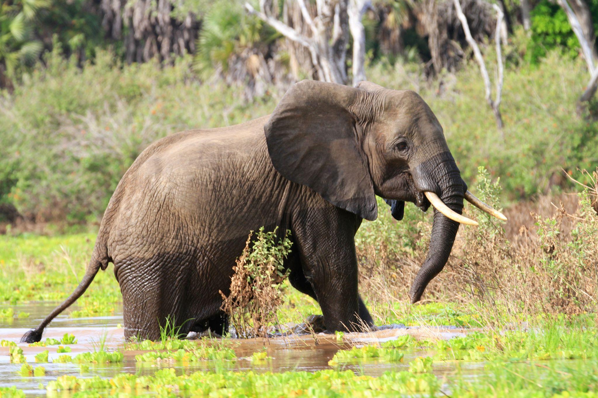 1 Day Selous( Nyerere National Park) Safari from Dar es Salaam: Flights and Game Drive Included
