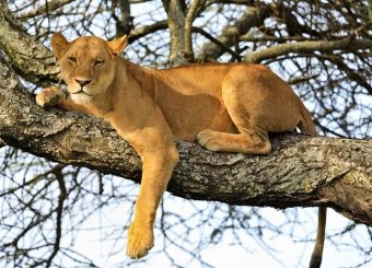 10 Days Tanzania Luxury Honeymoon Safari + Zanzibar