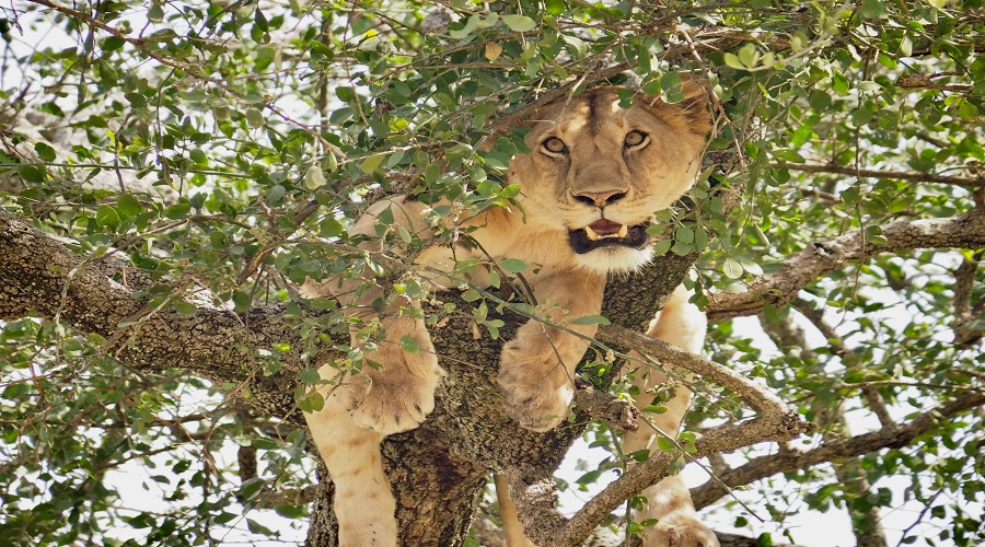 10 Interesting Facts About Lions You’ll Learn on an African Safari