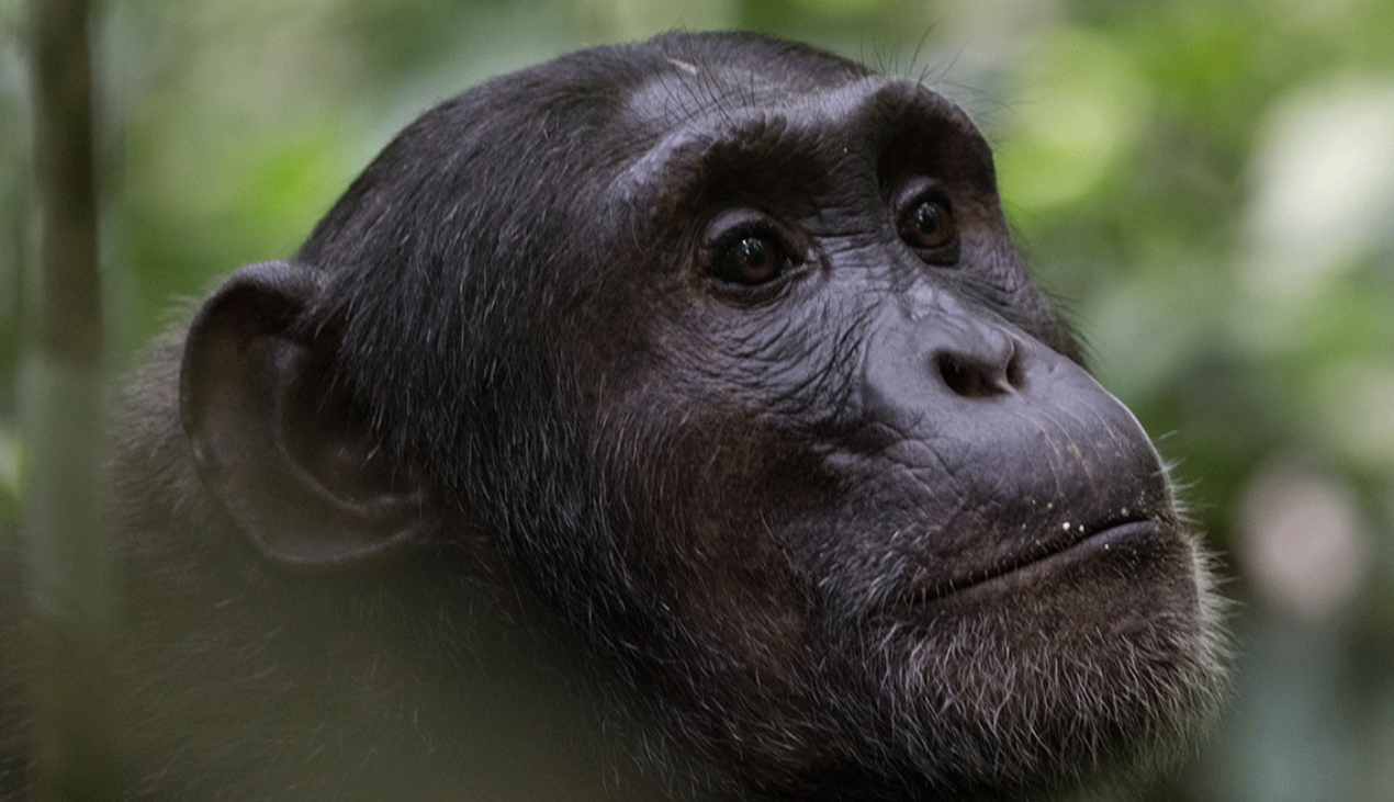 2-Day Budongo Chimpanzee Trekking and Ziwa Rhino Safari Uganda