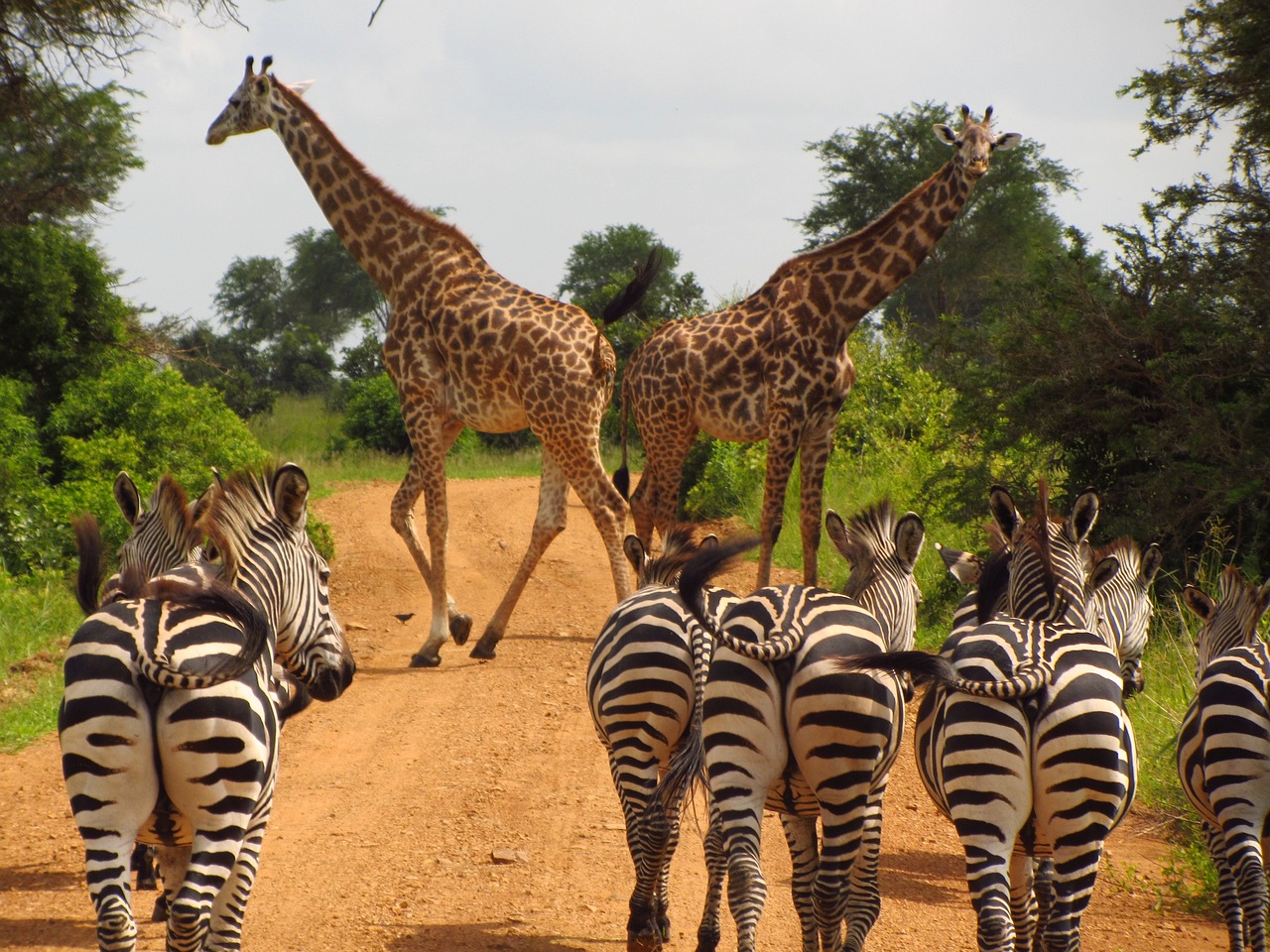 2-Day Mikumi Safari from Dar es Salaam