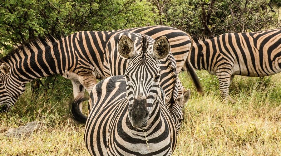 2-Days Tanzania Joining Safari 2026-2027