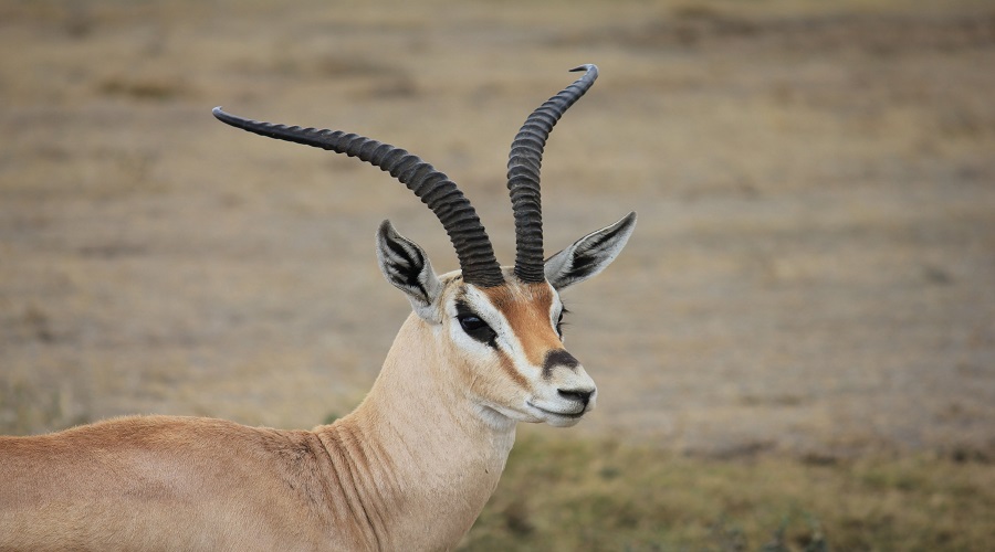 2-Days Tanzania Private Safari 2026-2027