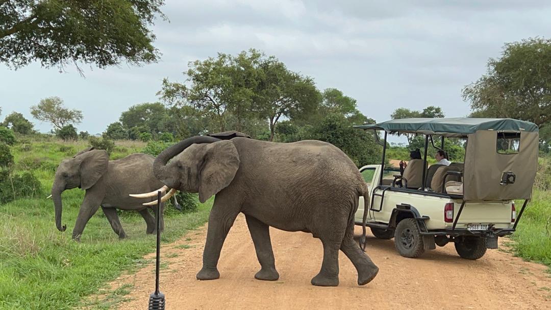 2 Days Mikumi Private Safari from Dar es Salaam