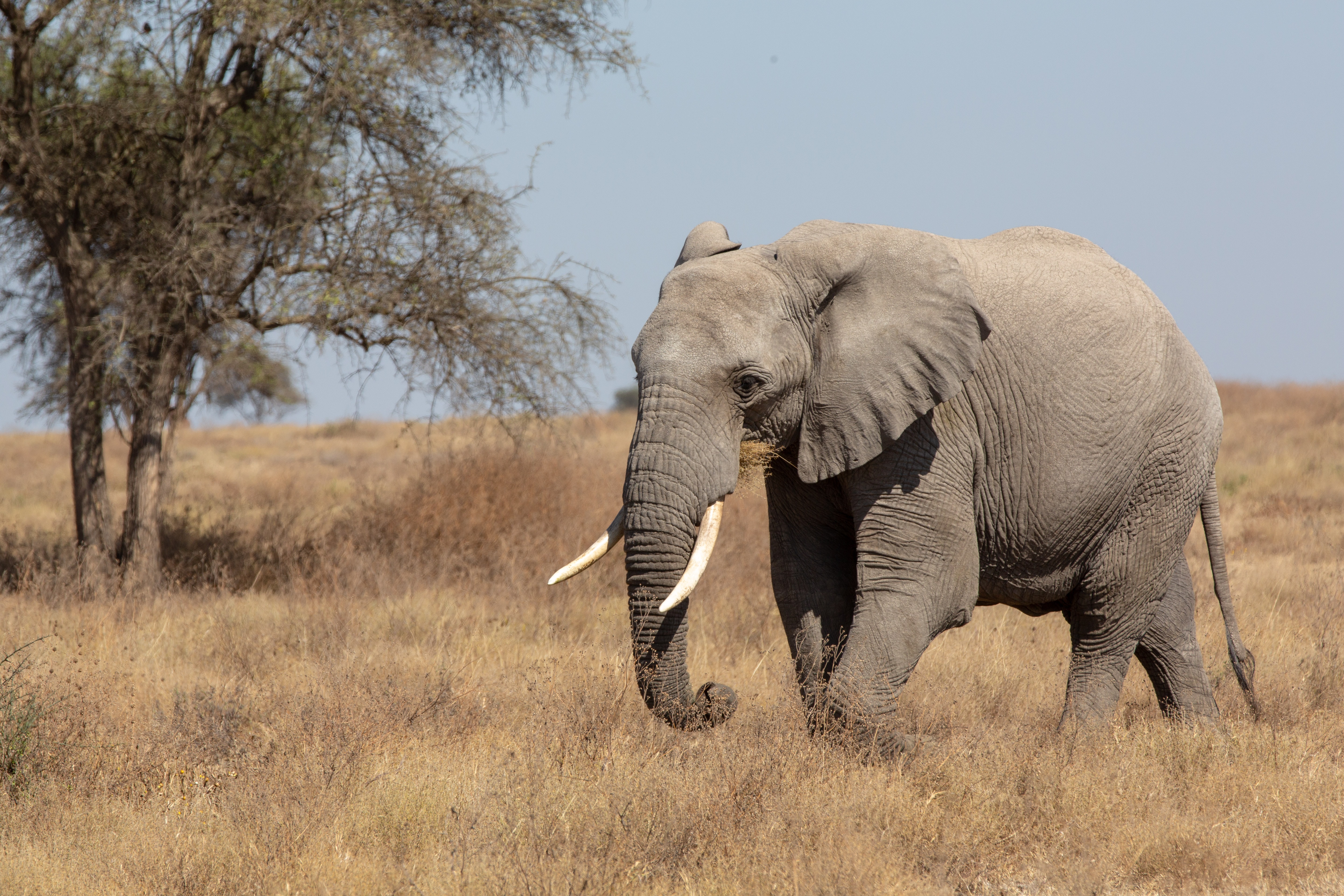 2 Days Nyerere National Park Safari 2026-2027