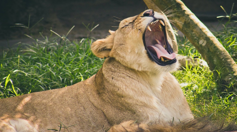 2-Days Private Couple Safari 2026-2027