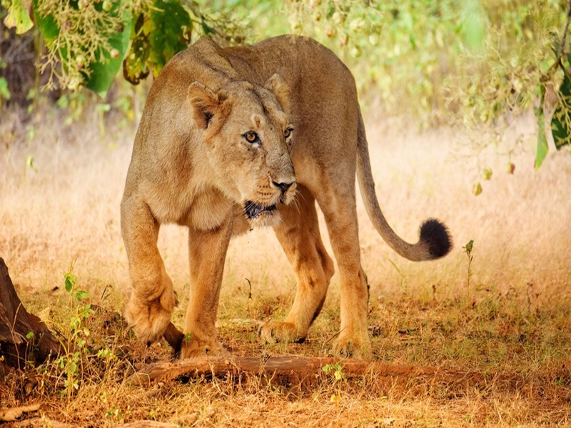 2-Days Tanzania Luxury Safari 2026-2027