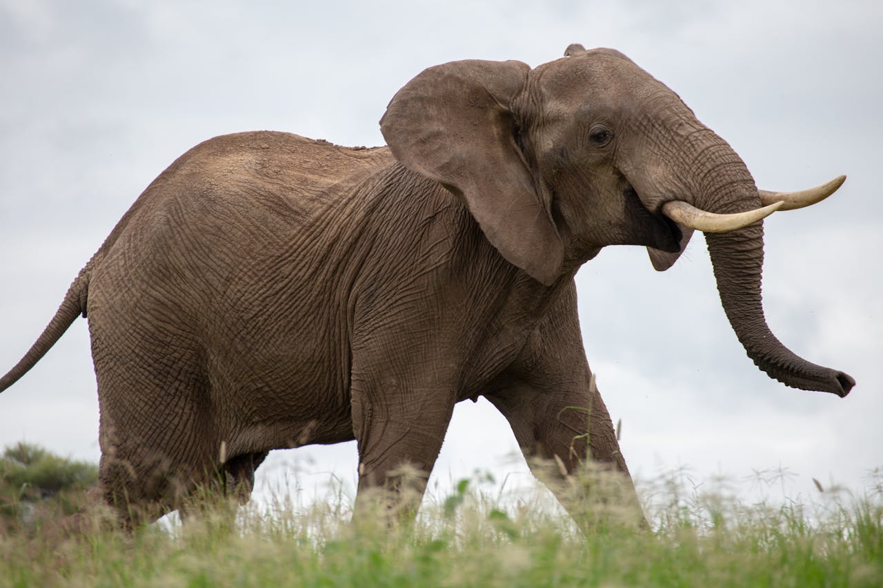 2-Days Tanzania Midrange Safari 2026-2027