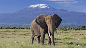 3-Day Amboseli Luxury Fly-in Safari 2026-2027