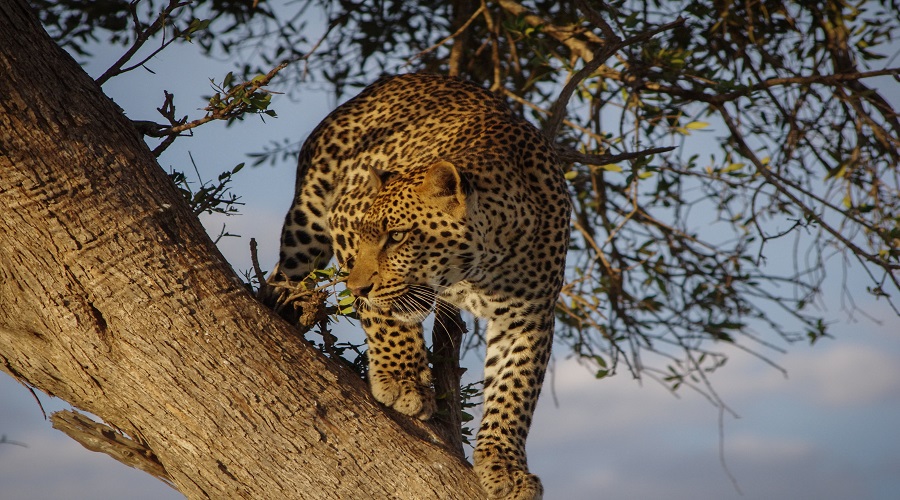 3-Days Tanzania Joining Safari 2026-2027