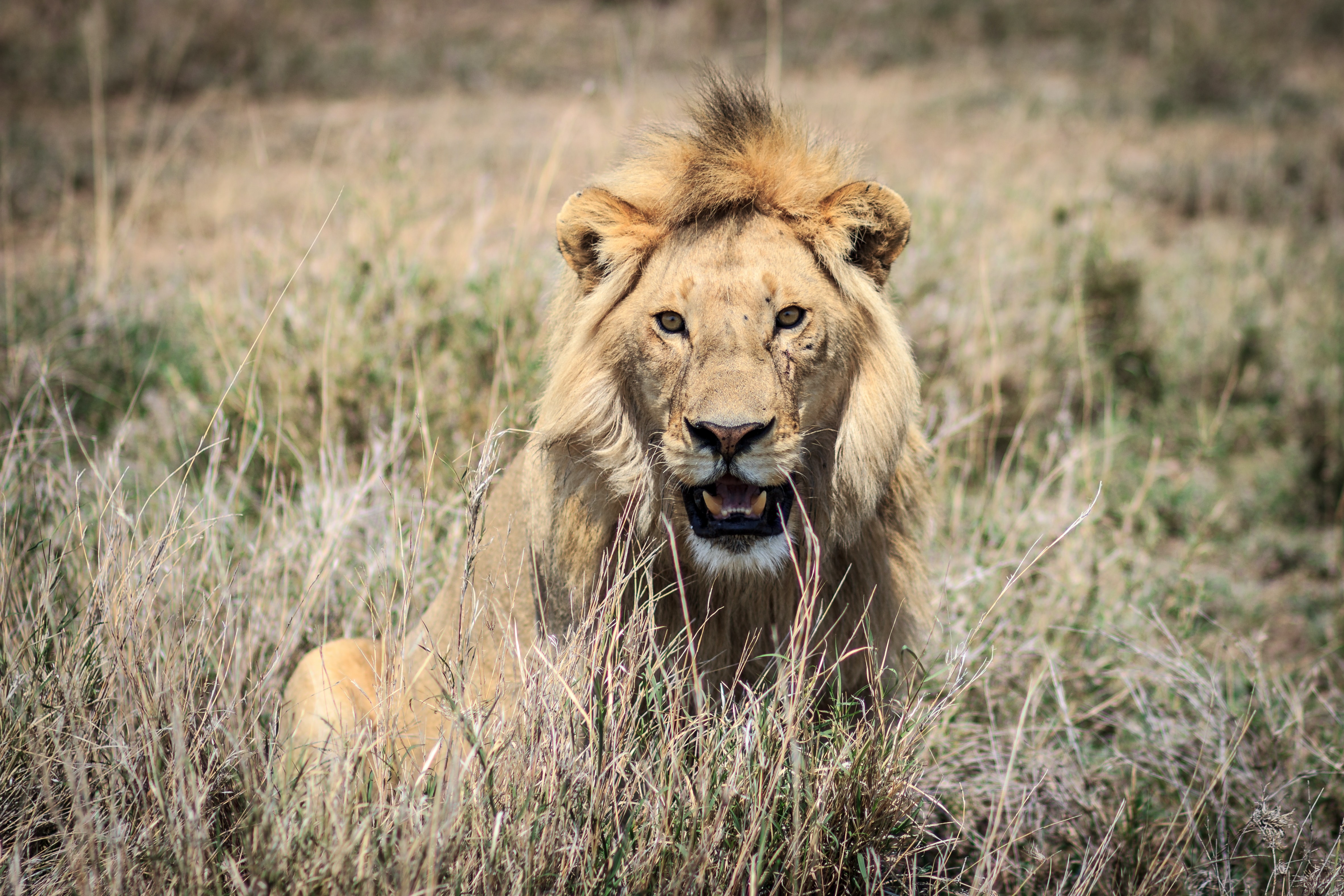 3 Days Nyerere National Park Luxury Safari from Dar es Salaam 2026 - 2027
