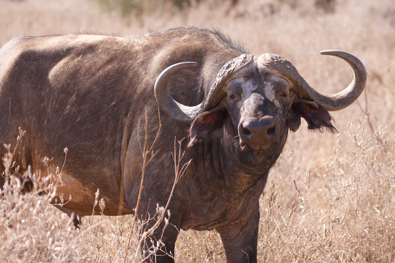 5-Days Tanzania Budget Safari 2026-2027