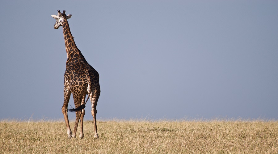 3-Days Tanzania Camping Safari 2026-2027