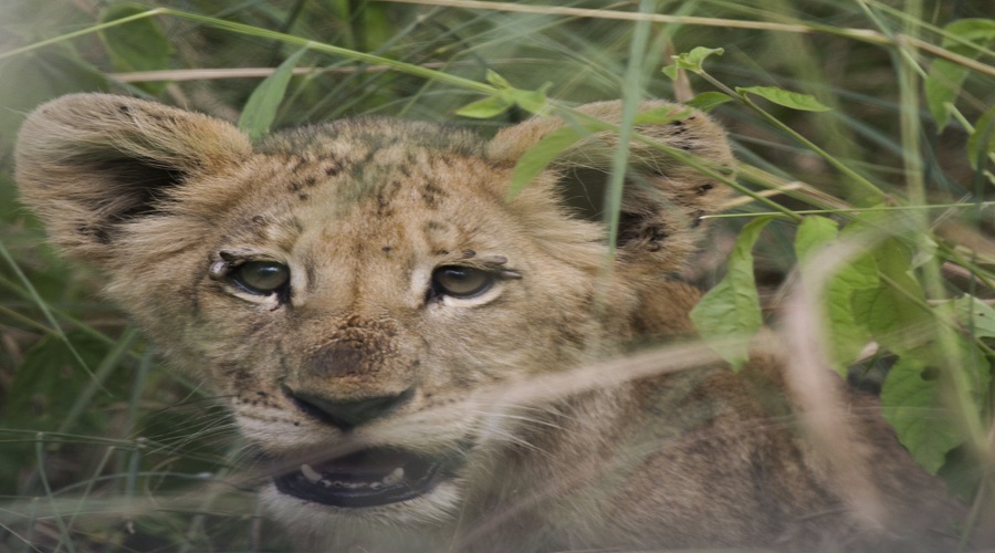 3-Days Tanzania Luxury Safari 2026-2027