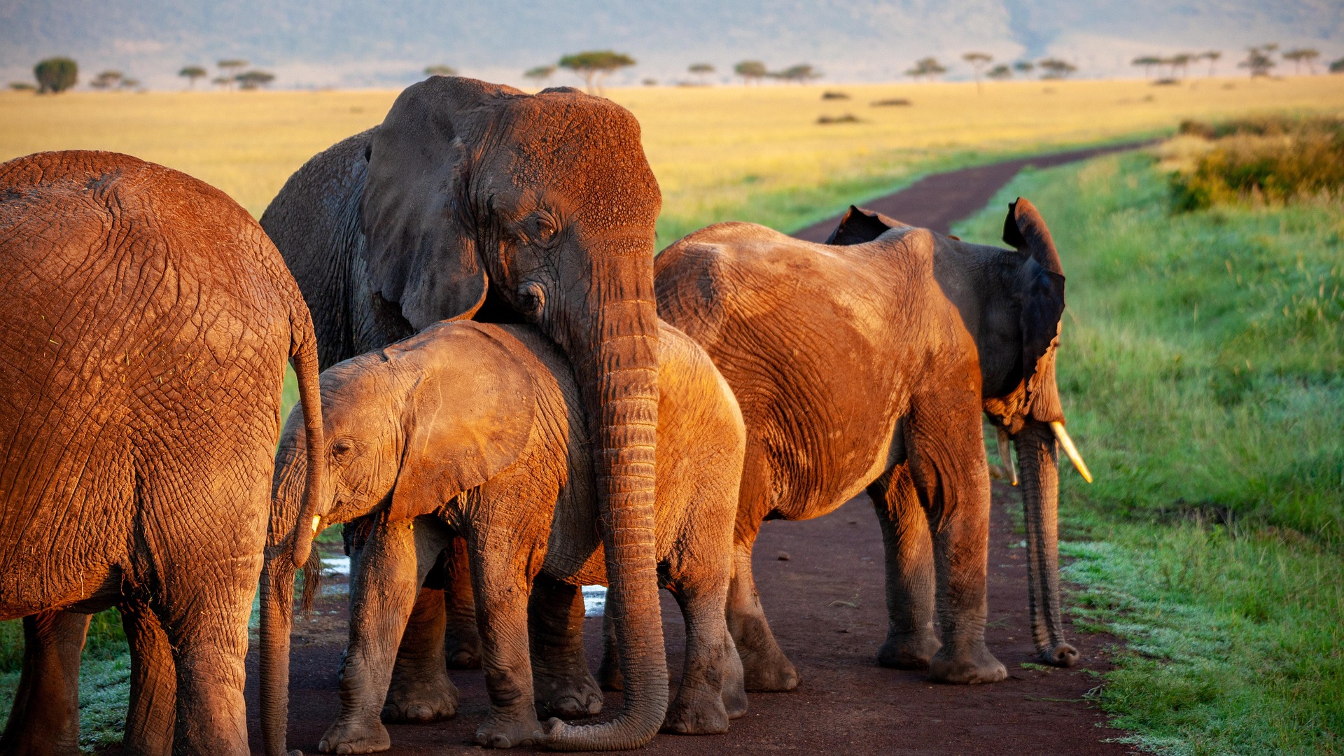 3 Days Tanzania Luxury Safari from Dar Es salaam