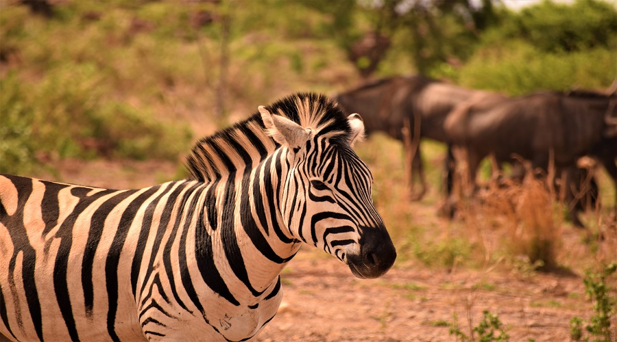 3-Days Tanzania Midrange Safari 2026-2027