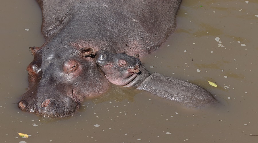 3-Days Tanzania Private Safari 2026-2027