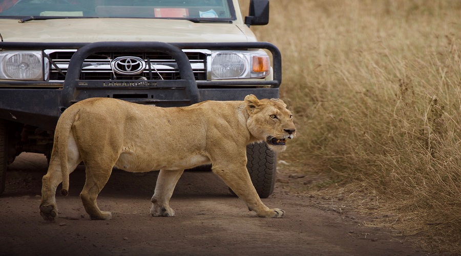 4-Days Tanzania Joining Safari 2026-2027