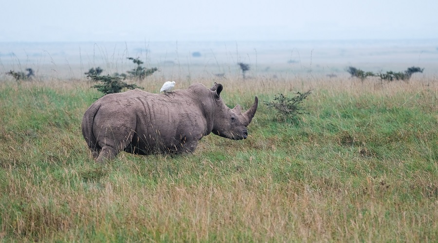 4-Days Private Safari to Mkomazi (Rhino Sanctuary) from Arusha 2026-2027