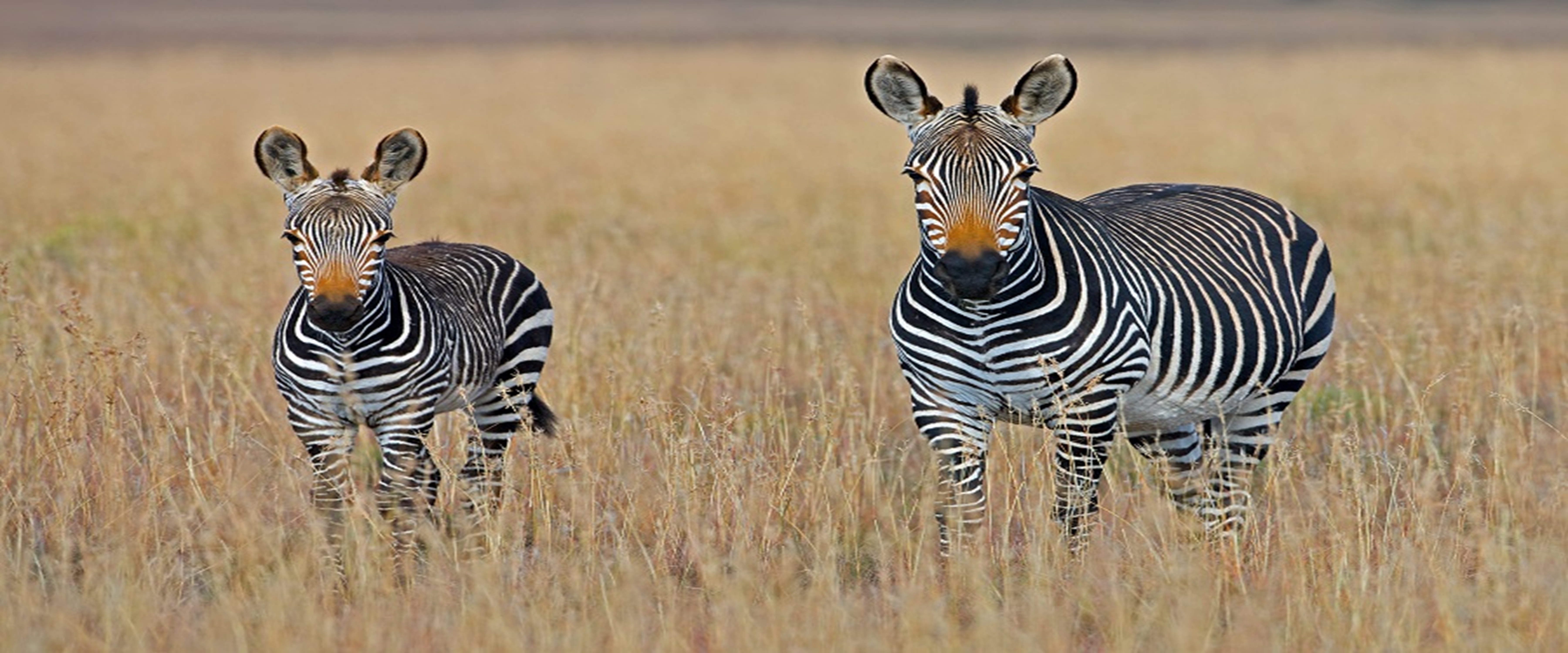 4-Days Tanzania Budget Safari 2026-2027