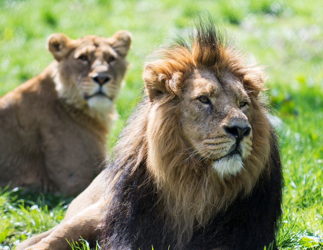 4-Days Tanzania Luxury Safari 2026-2027