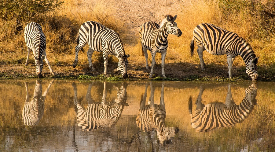 4-Days Tanzania Midrange Safari 2026-2027