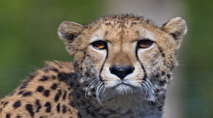 4-Days Tanzania Private Safari 2026-2027