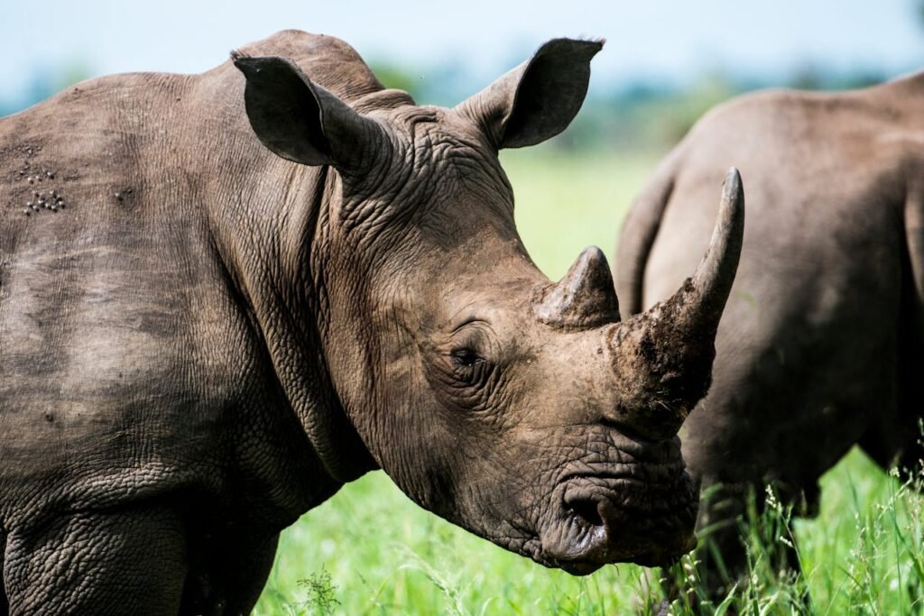 4-tägige private Luxus-Safari in Tansania 2026–2027