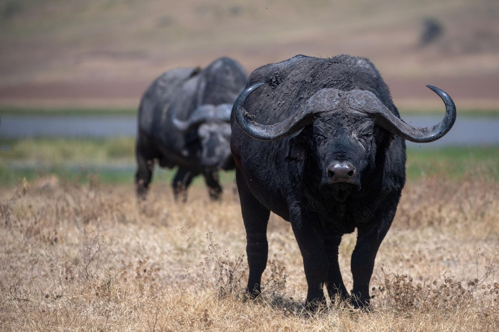 4-tägige private Safari nach Serengeti und Ngorongoro