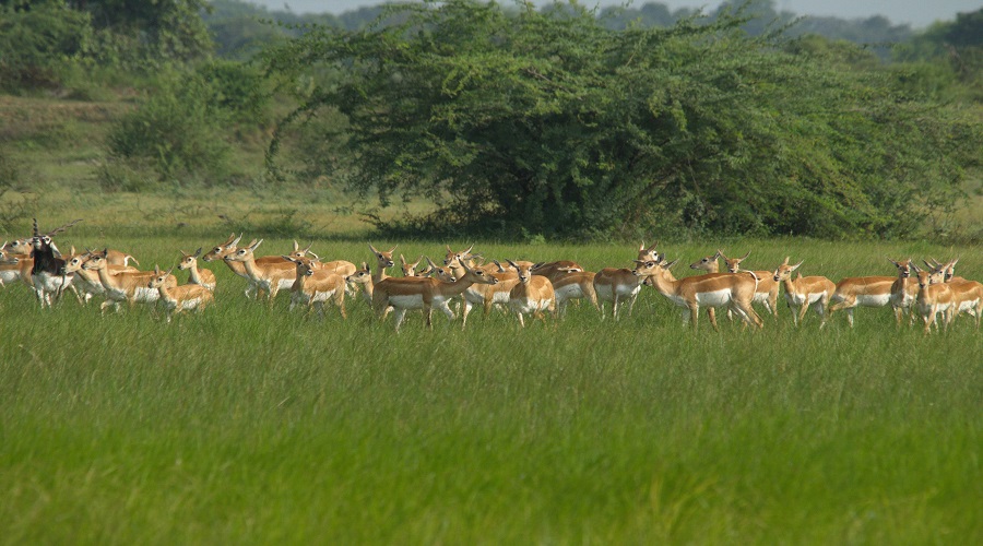 5-Days Tanzania Private Safari 2026-2027
