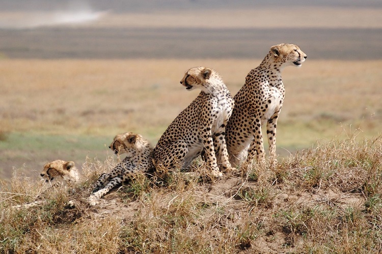 5-Days Wild Wonders Safari: Serengeti & Ngorongoro Adventure