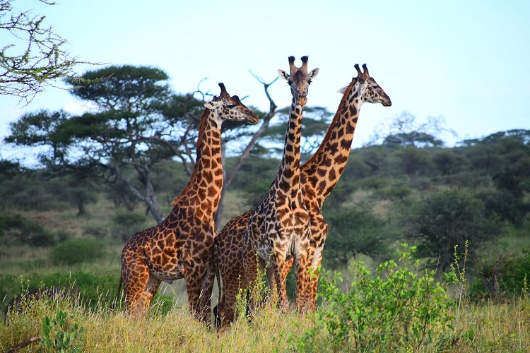 5-Days Selous & Ruaha Fly-in Safari 2026-2027