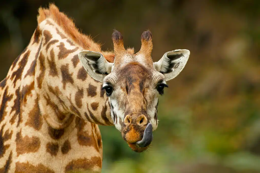 5 Days Serengeti Group Safari with Mid-Range Lodges