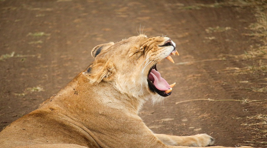 5-Days Tanzania Camping Safari 2026-2027