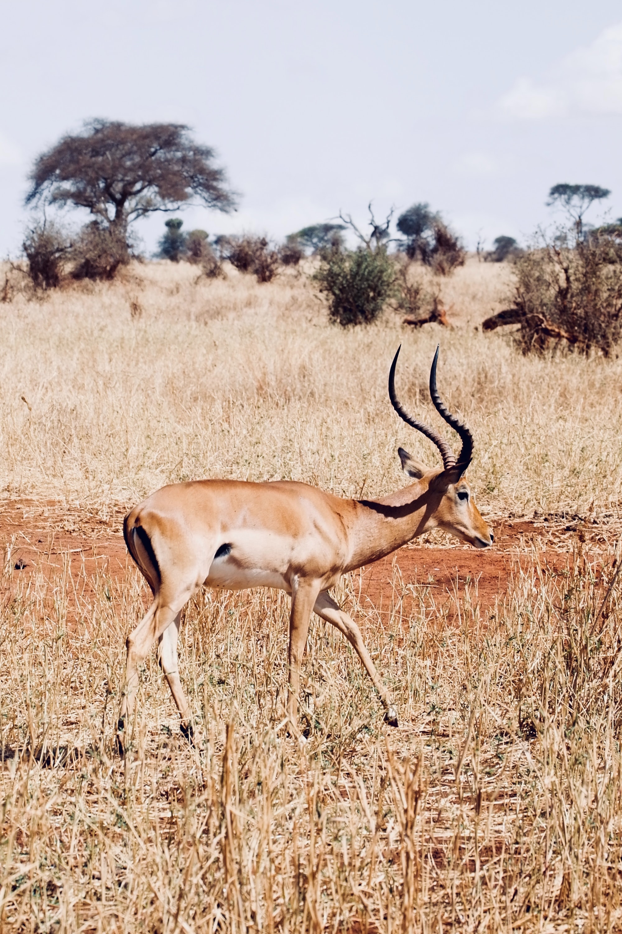 5-Days Tanzania Luxury Safari 2026-2027
