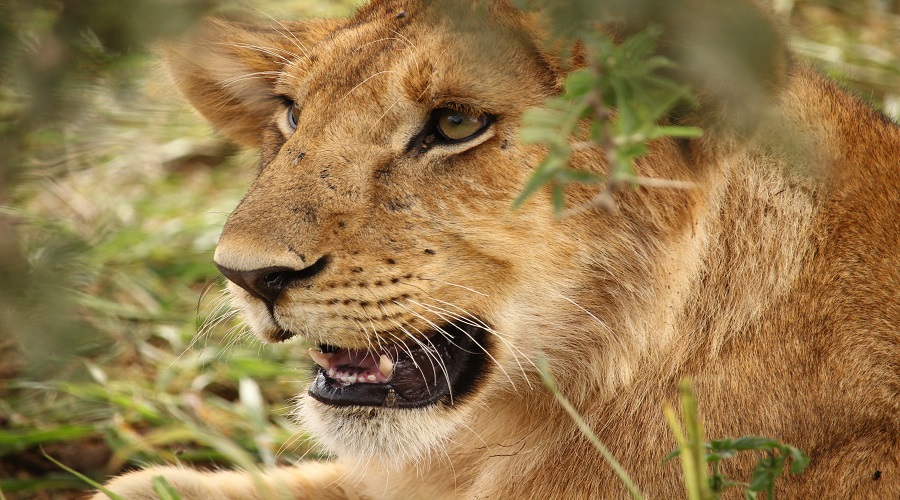 5-Days Tanzania Midrange Safari 2026-2027