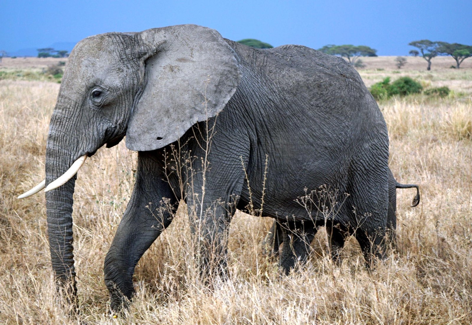 5-tägige private Luxus-Safari in Tansania 2026–2027–2028