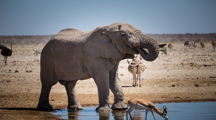 6-Days Ruaha Fly-in Safari with Luxury Camp Stay 2026-2027