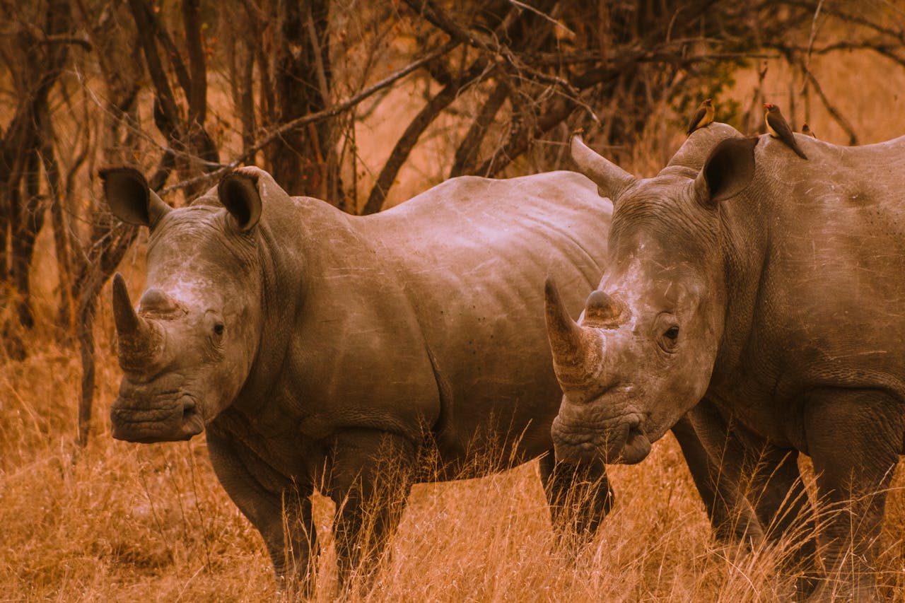 7-Days Tanzania Private Safari 2026-2027