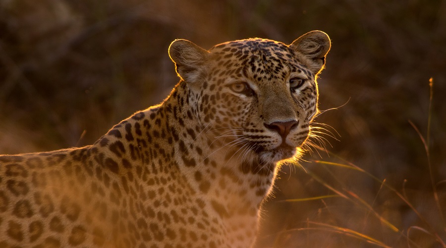 7-Days Tanzania Midrange Safari 2026–2027