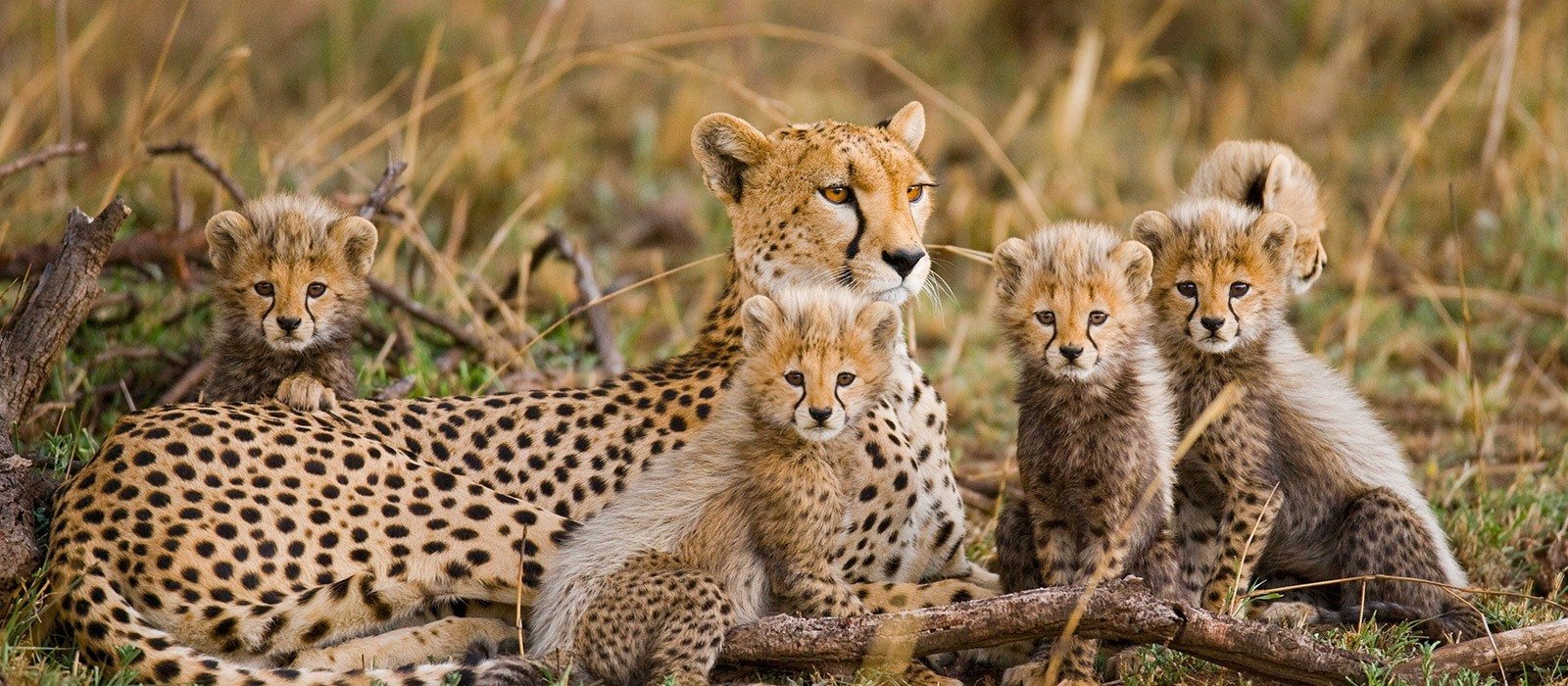 7-tägige Luxus-Tansania- und Sansibar-Safari (2026–2027–2028)