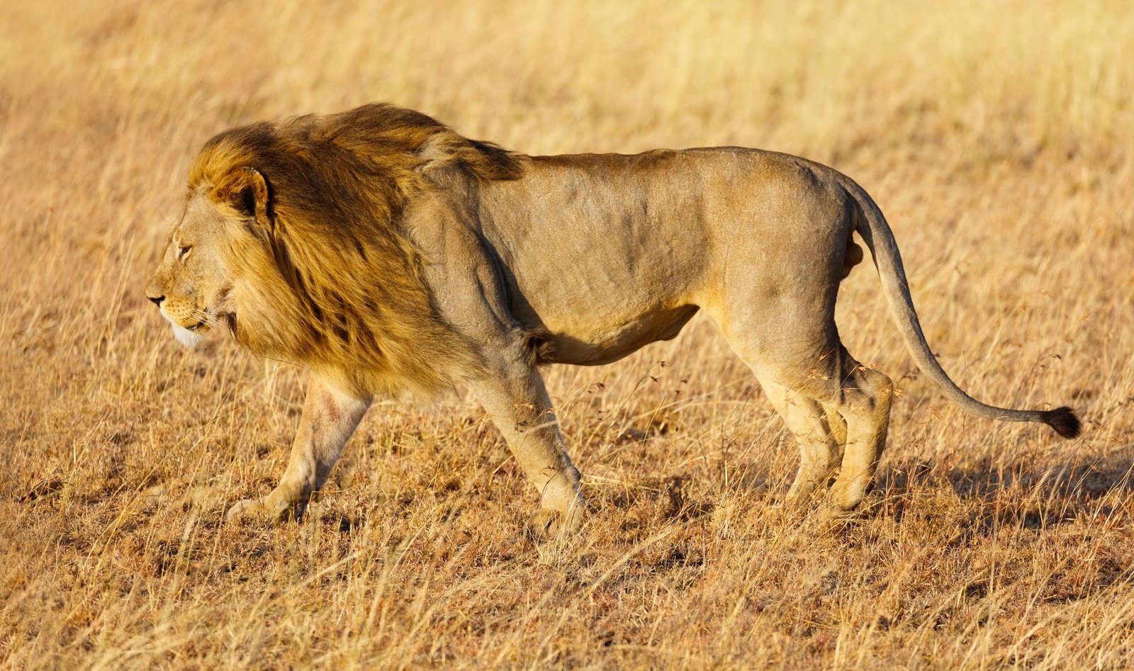 7-tägiges Luxus-Safari-Paket für Tansania 2026–2027–2028