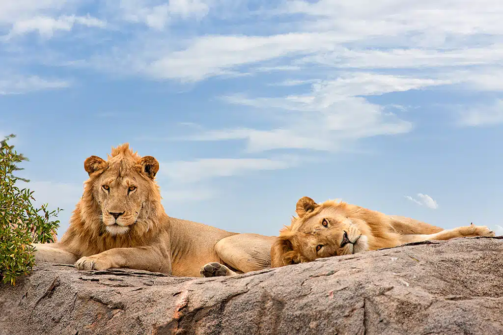 8-Day Tanzania Safari: From Tarangire to the Northern Serengeti