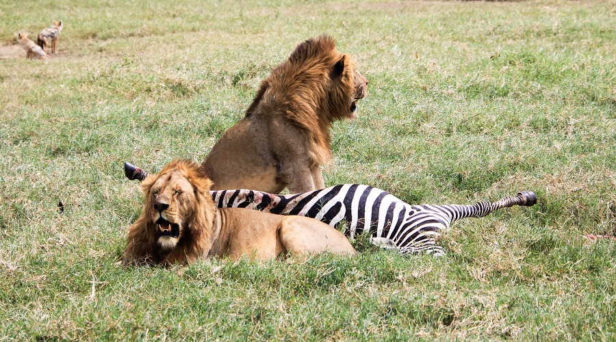 8-Days Southern Tanzania Luxury Safari & Zanzibar Beach Holiday 2026-2027