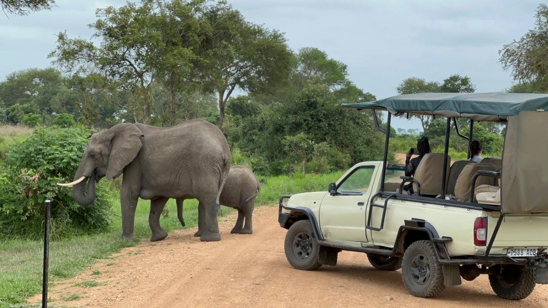 Affordable 2 Days Mikumi Safari from Dar es Salaam | Best 2 Days Mikumi Safari Package 2026/2027