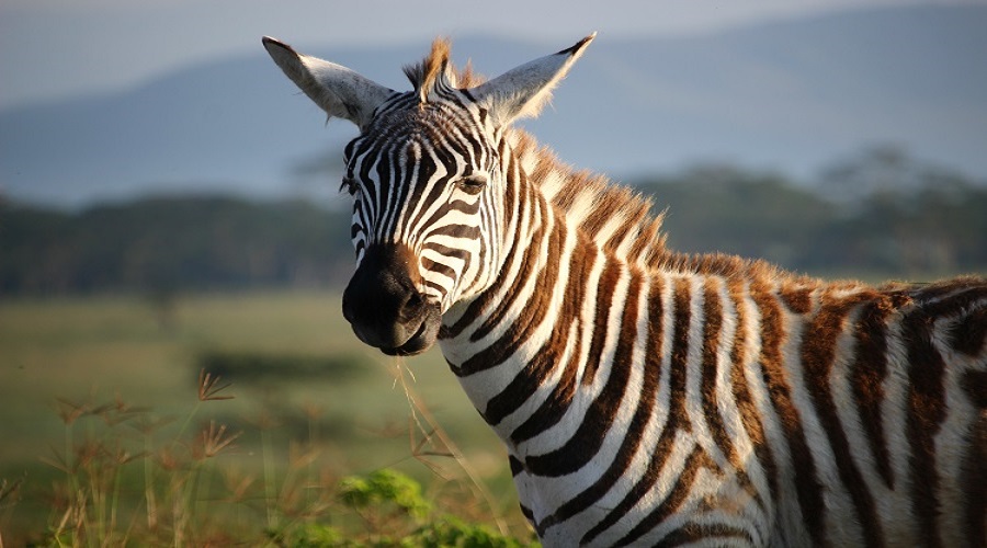 Affordable 3-Days Short Safari with Friends in 2026-2027