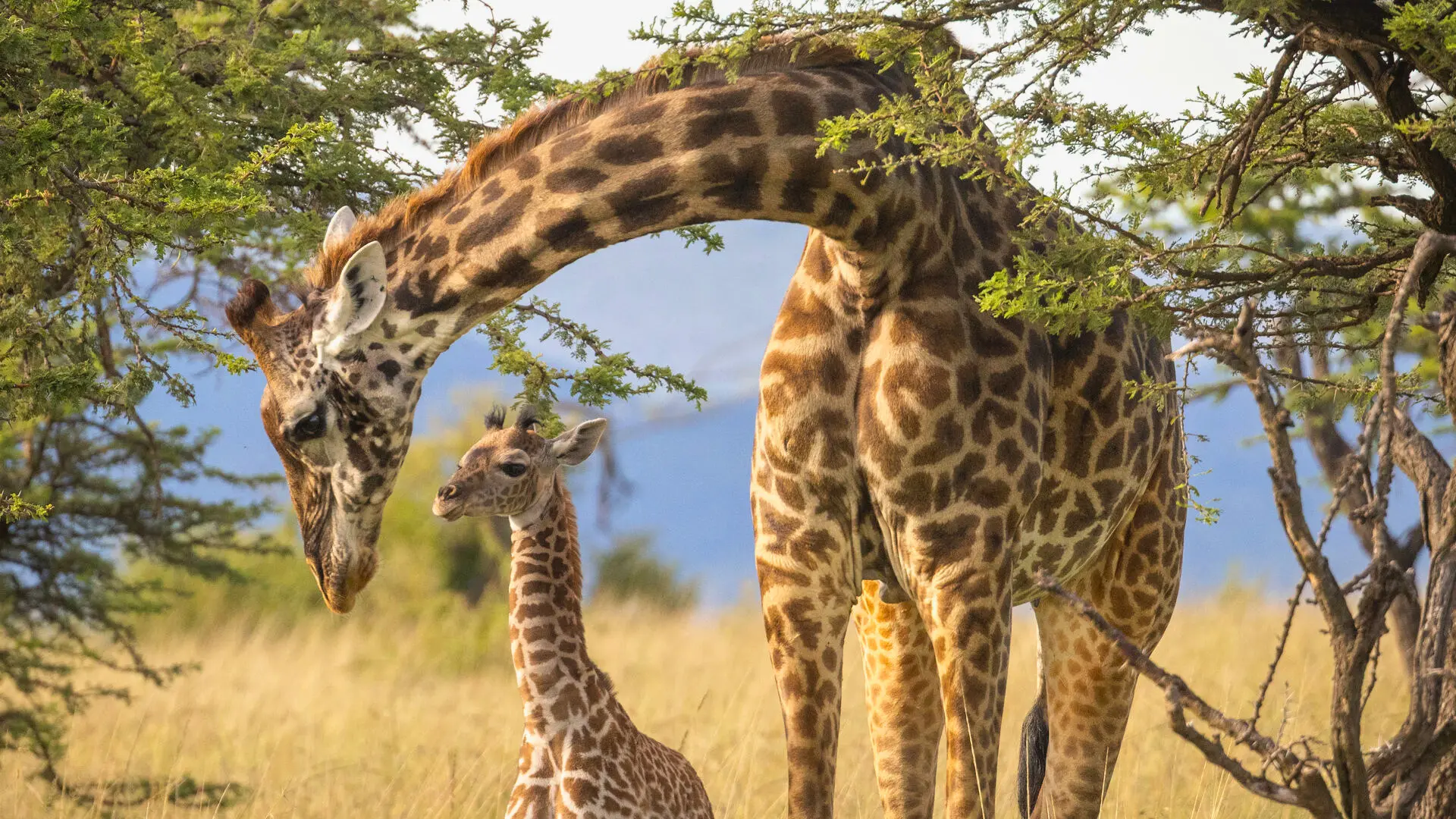 Best 3 Weeks Kenya Safari Itinerary and Cost