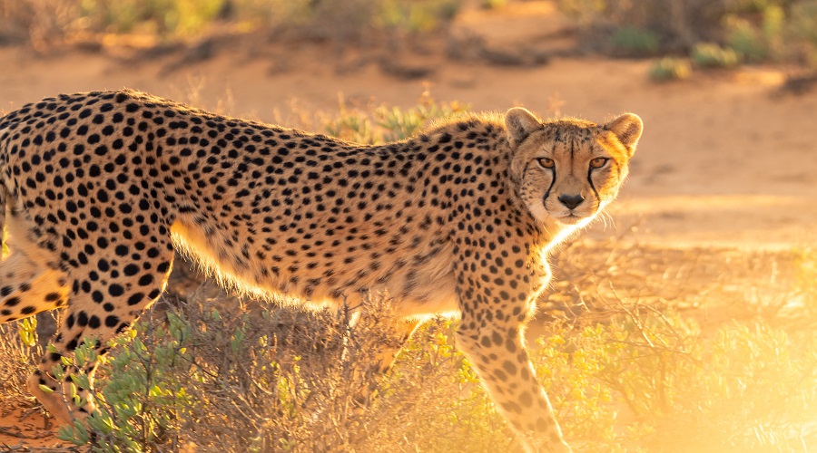 Best 5-day Private safari to Serengeti and Ngorongoro from Arusha  2026-2027